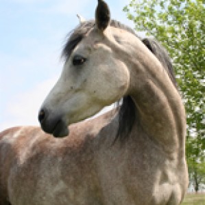 Obrazek